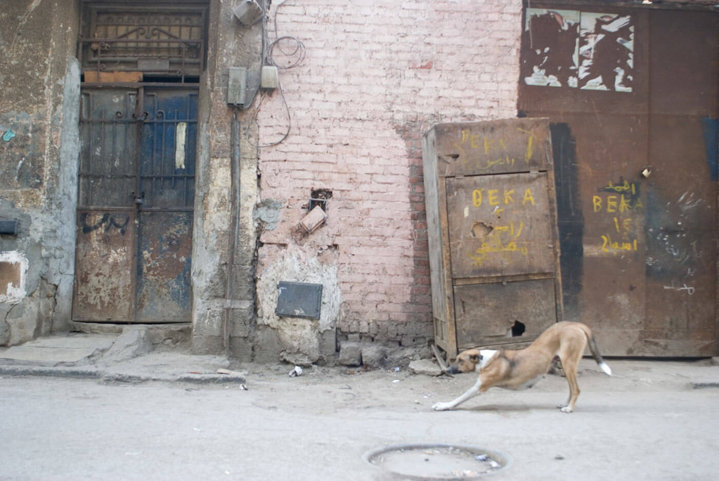 Stretching Dog with Stubborn Box - Cairo, Egypt - Walls and Spaces